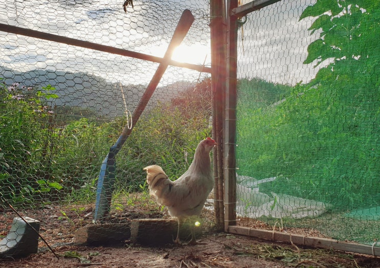  청계