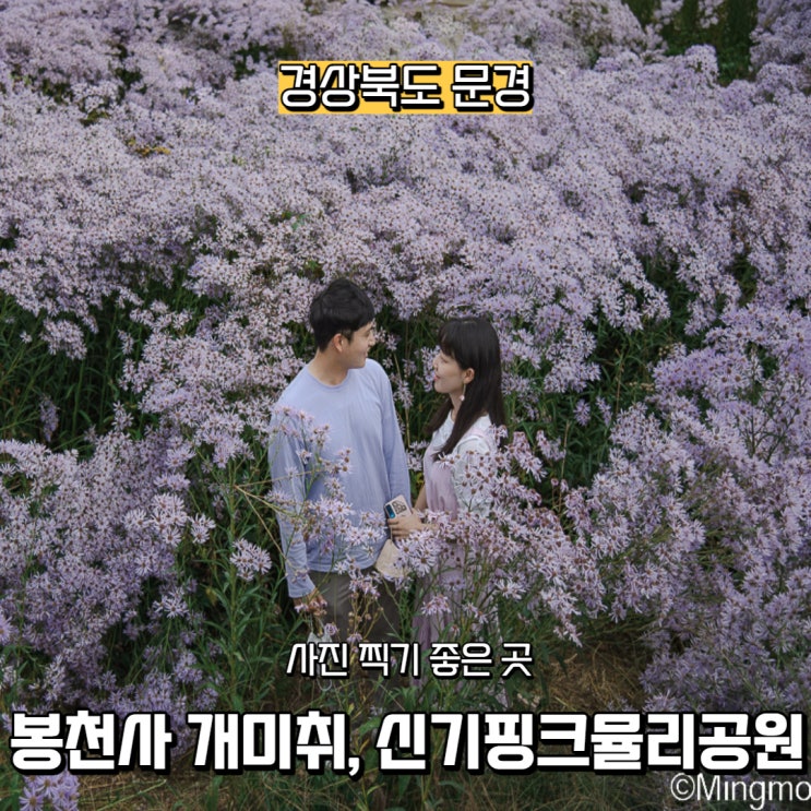  [경상북도] 문경 사진 찍기 좋은 곳, 봉천사 개미취 / 신기핑크뮬리공원