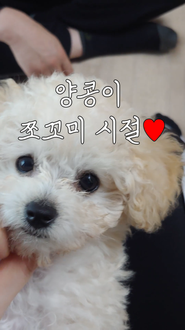  크림푸들 양콩이 쪼꼬미 시절 추억 영상