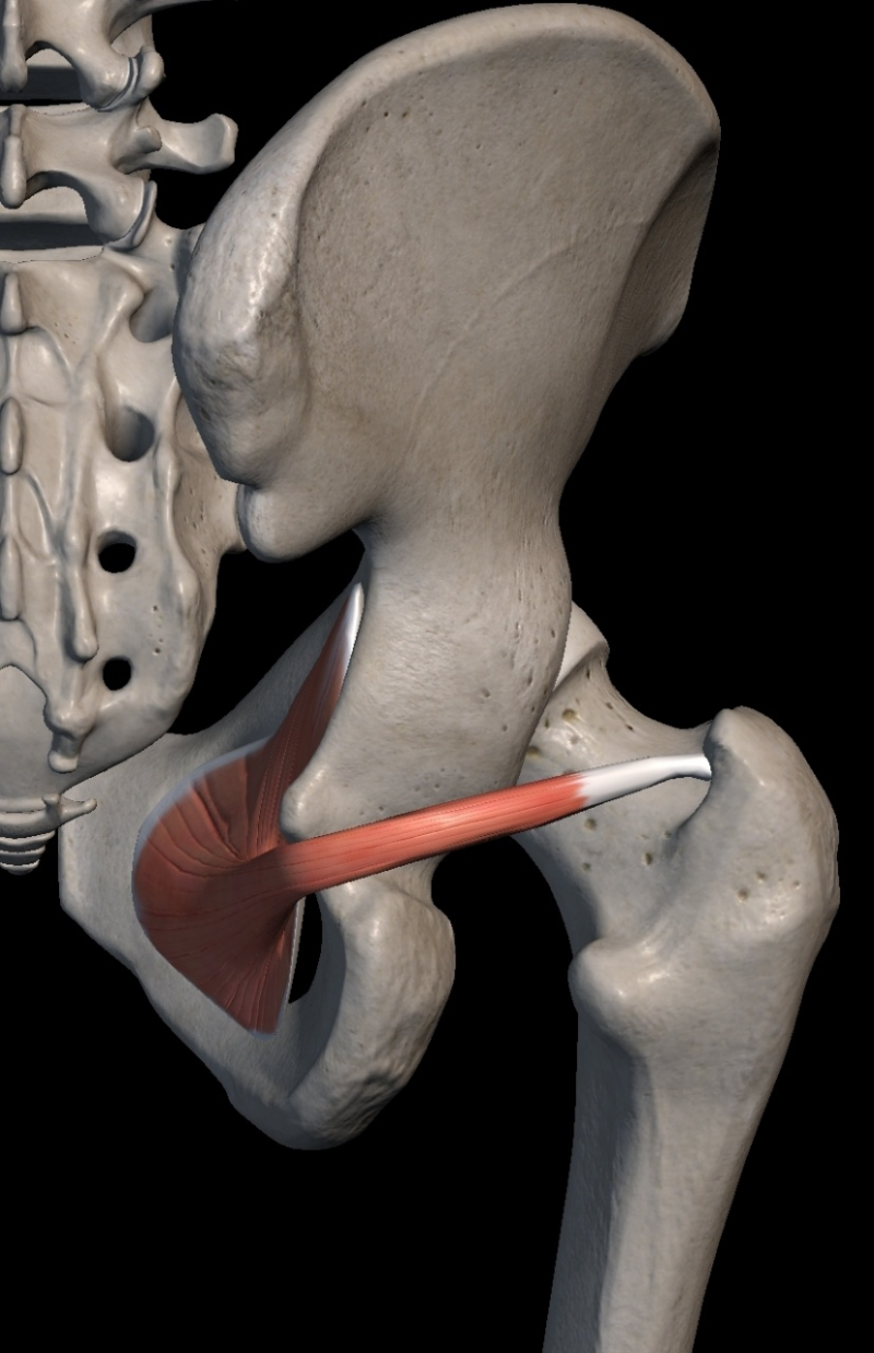 Obturator Internus / Externus : 내폐쇄근 / 외폐쇄근, 속폐쇄근 / 바깥폐쇄근 : 네이버 블로그
