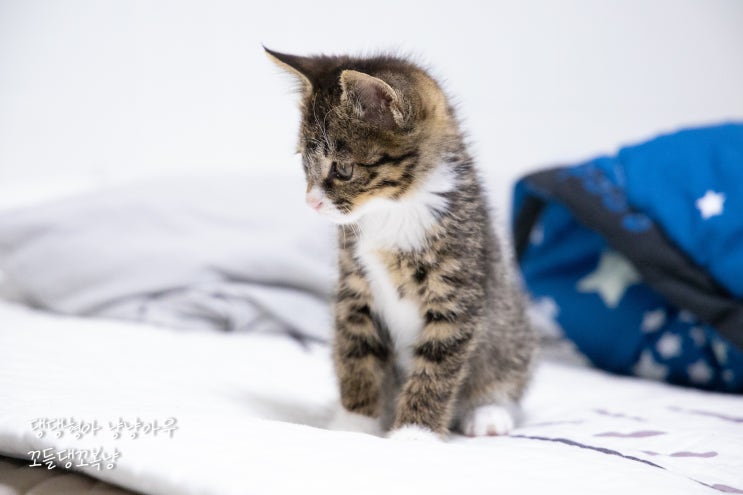  아기고양이 키우기, 입양 후 첫 대면 시 초보집사의 할 일
