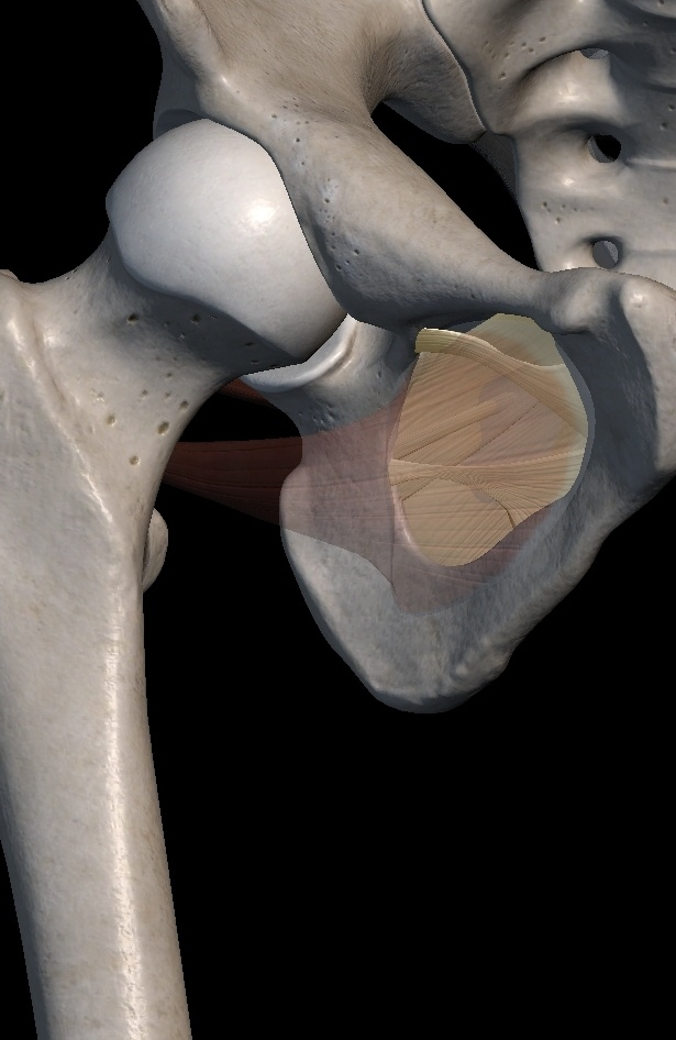 Obturator Internus / Externus : 내폐쇄근 / 외폐쇄근, 속폐쇄근 / 바깥폐쇄근 : 네이버 블로그