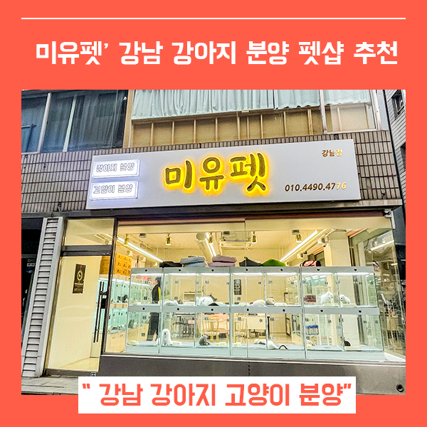  미유펫 강남점 프리미엄 펫샵 (feat. 강남강아지분양 고양이 분양 )