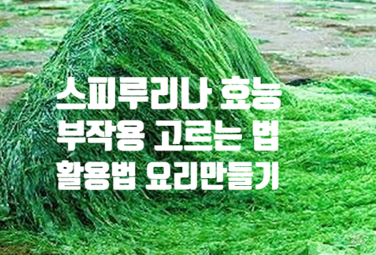  스피루리나 효능 영양성분 부작용(ft. 고르는 법 선택 기준 활용법 요리) 스피룰리나