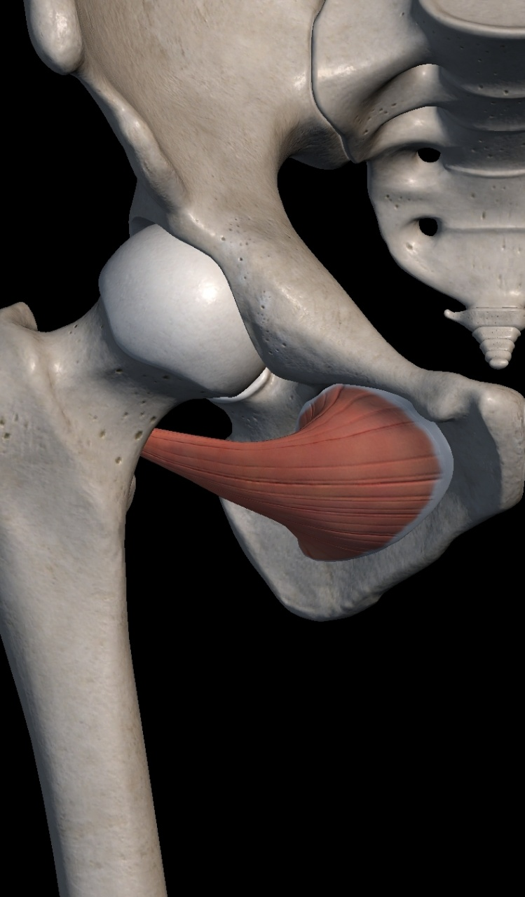 Obturator Internus / Externus : 내폐쇄근 / 외폐쇄근, 속폐쇄근 / 바깥폐쇄근 : 네이버 블로그