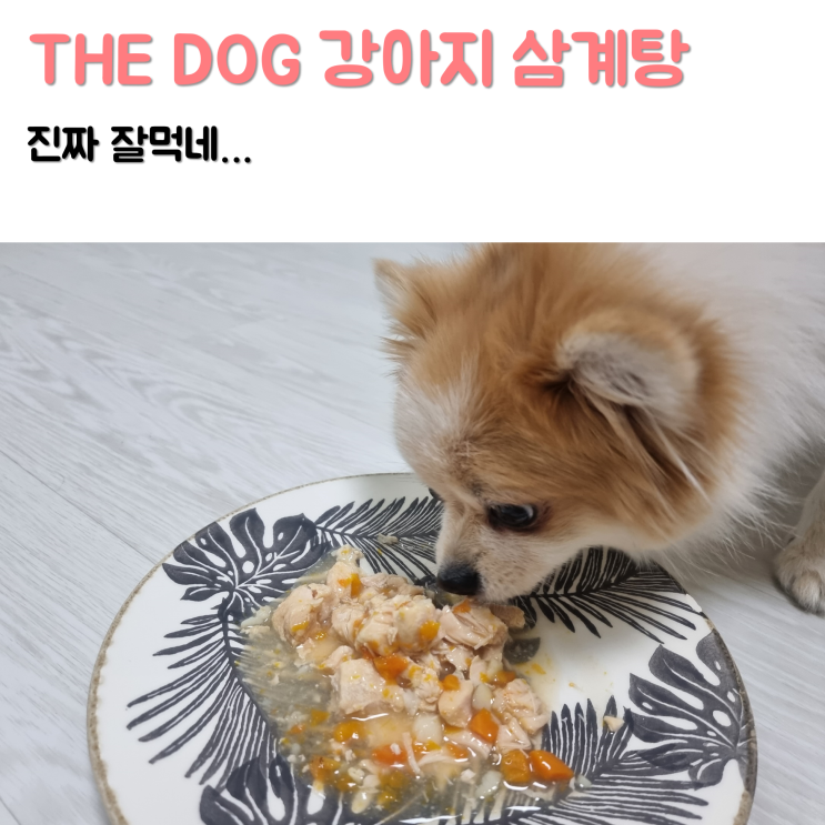 더 도그 THE DOG 강아지 수제 삼계탕 간식 리뷰