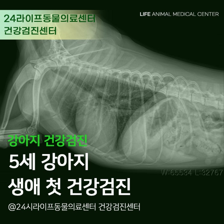 [대구 강아지 건강검진] 24시라이프동물의료센터 : 5세 강아지 생애 첫 건강검진!