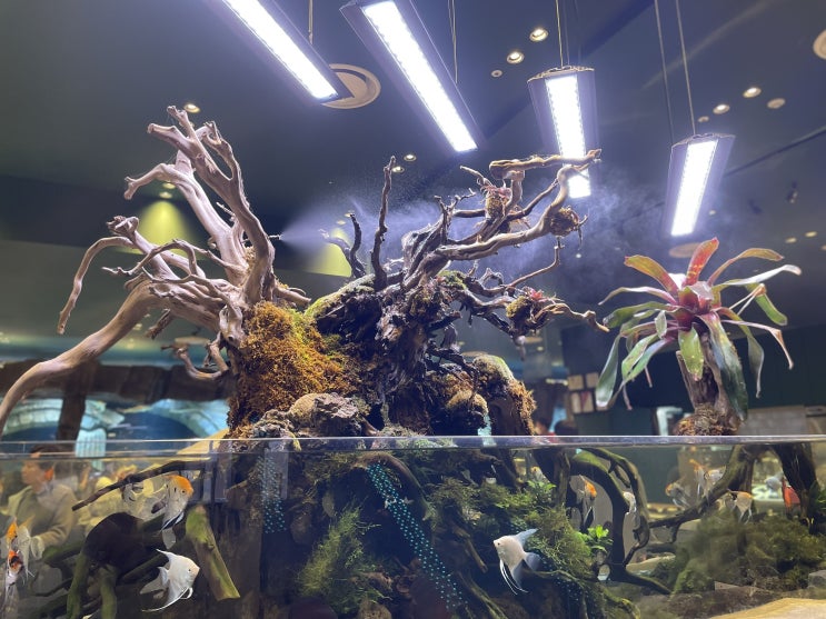 동탄 롯데백화점 / 동탄 카페 디아쿠아 동탄 롯데백화점 / 동탄 카페 디아쿠아
