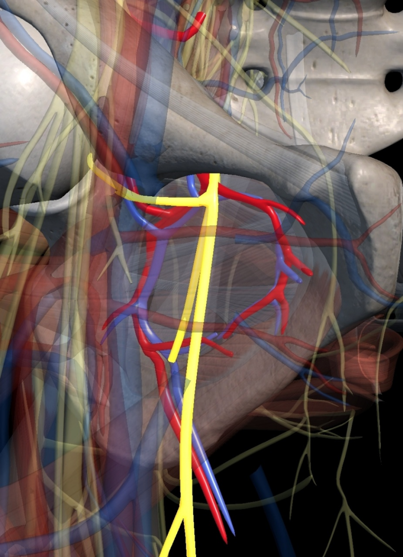 Obturator Internus / Externus : 내폐쇄근 / 외폐쇄근, 속폐쇄근 / 바깥폐쇄근 : 네이버 블로그