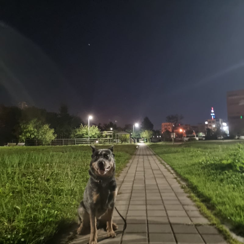 개가 인조 잔디에 오줌 ​​싸고 똥을 싸도 되나요