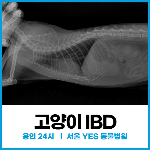  [고양이질환] 용인 분당 고양이 구토, 고양이 IBD