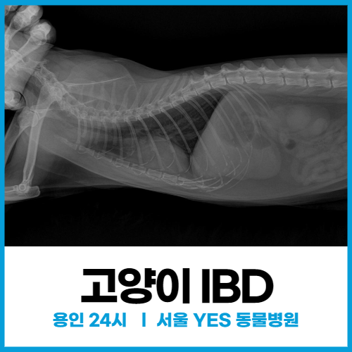 [고양이질환] 용인 분당 고양이 구토, 고양이 IBD