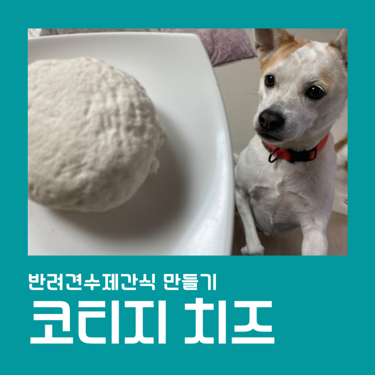  락토프리 우유로 코티지치즈 만들기!