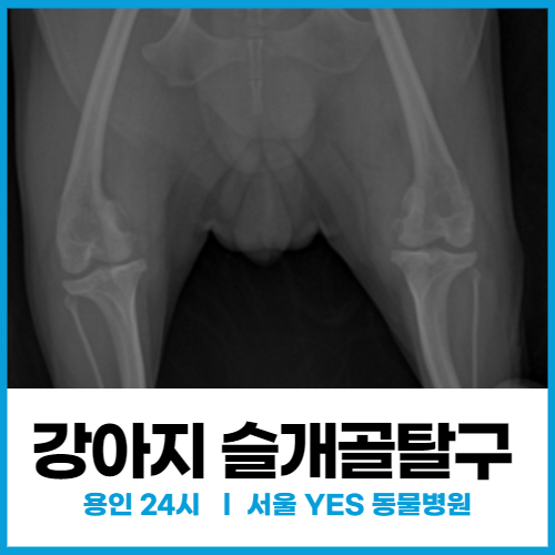  [정형외과] 용인 분당, 강아지 슬개골 탈구 수술