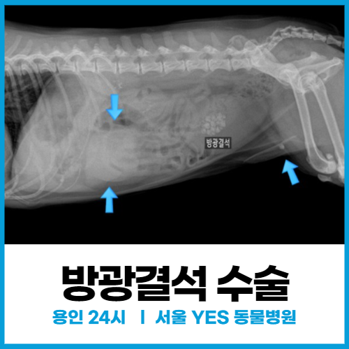  [비뇨기외과] 용인 분당 24시, 강아지 오줌 못 누고 혈뇨 보일 때, ( 요도 방광 결석 수술 )
