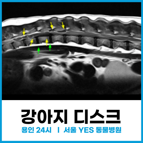  [신경외과] 용인 강아지 디스크 척추 수술 사례 (뒷다리 마비 있다면 필독)