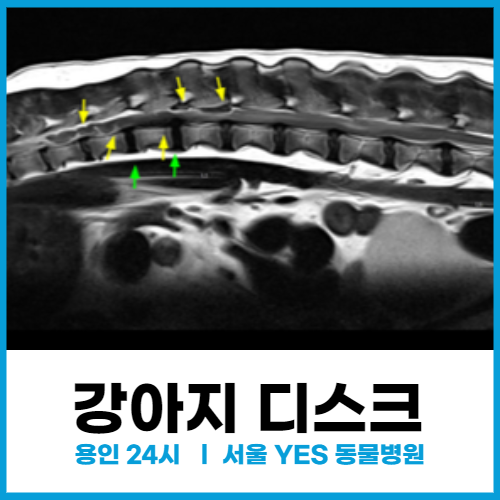 [신경외과] 용인 강아지 디스크 척추 수술 사례 (뒷다리 마비 있다면 필독)