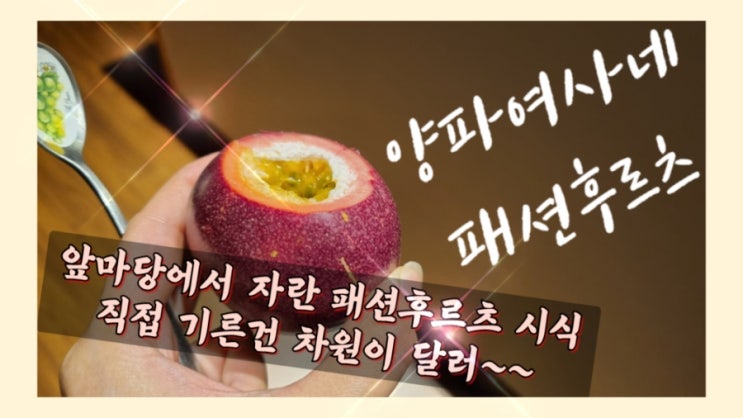  패션후르츠[백향과] 묘목을 심어 삽목까지