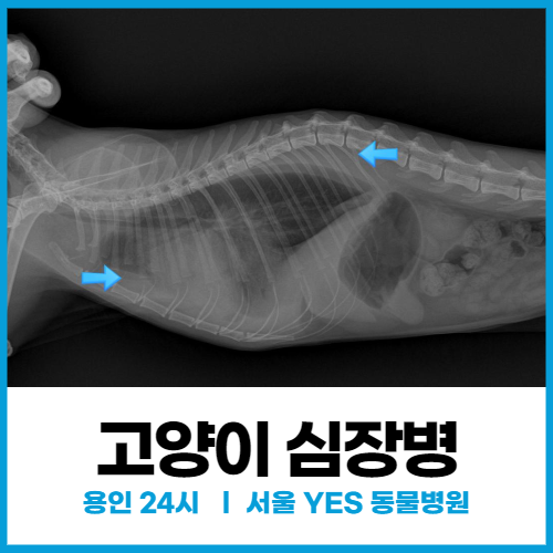  [고양이질환] 용인 분당 고양이 심장병, 흉수, 호흡곤란 증세 보일 때(서울YES동물병원)