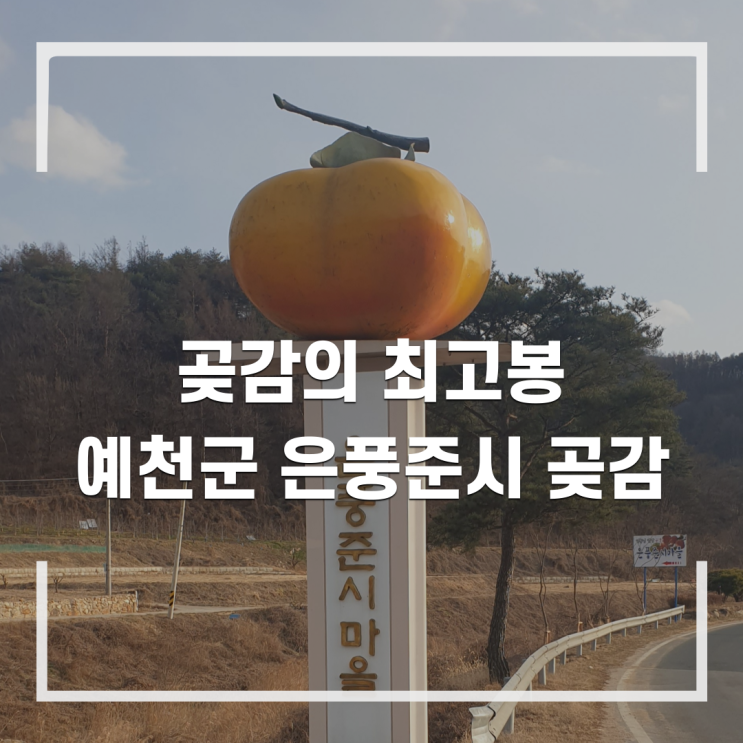  곶감의 최고봉 예천군 은풍준시 곶감 선물하기 좋아요.