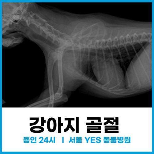  [정형외과] 용인 강아지 골절 수술 잘 하는 병원