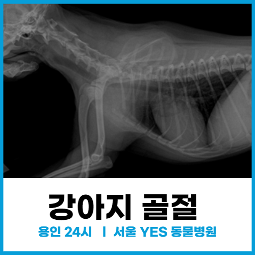 [정형외과] 용인 강아지 골절 수술 잘 하는 병원