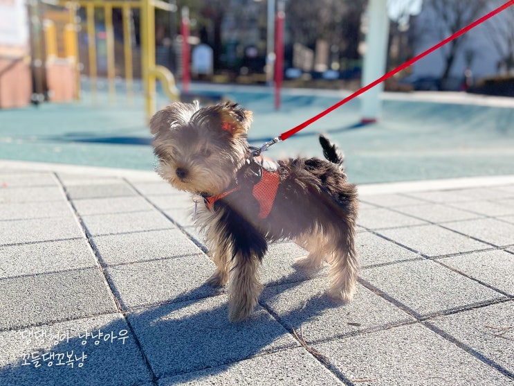  요크셔테리어 기본정보, 5개월 된 에너자이저 요키