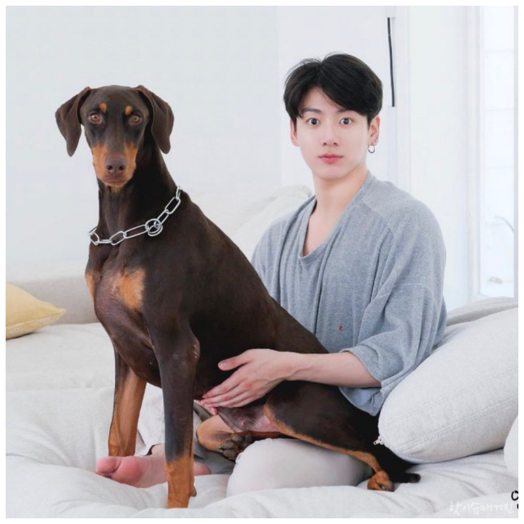 정국 도베르만 단이 단미 하지 않은 이유는? 정국 도베르만 단이 단미 하지 않은 이유는?
