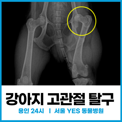  [정형외과] 강아지 고관절 탈구 수술 병원 (용인, 분당)