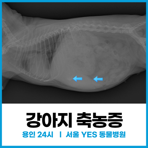  [자궁축농증] 외음부 농, 강아지 배가 빵빵할 때 쿠싱, 강아지축농증수술(용인  24시 서울예스동물병원)