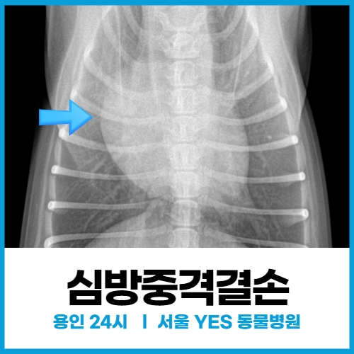  [심장내과] 강아지가 재채기 자주하고 구토할 때(심방중격결손, 대동맥협착증)