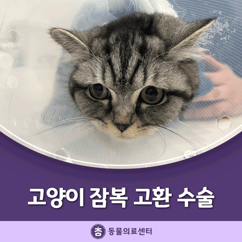 만석동동물병원 - 고환 숨은 고양이 불임수술