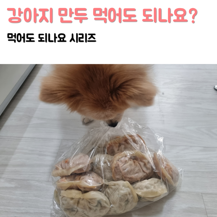 강아지 만두 고기만두 김치만두 급여해도 되나요?!