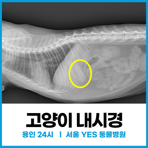  [소화기내과] 용인 분당 고양이 필건 고무 삼켰을 때, 내시경 검사하기(이물질제거)