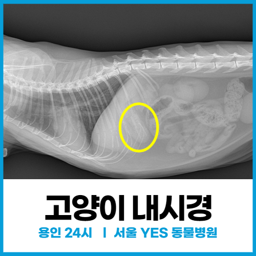 [소화기내과] 용인 분당 고양이 필건 고무 삼켰을 때, 내시경 검사하기(이물질제거)