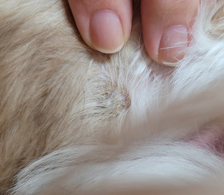 강아지 농피증, 피부 딱지 일으키는 세균성 피부염 원인 및 증상