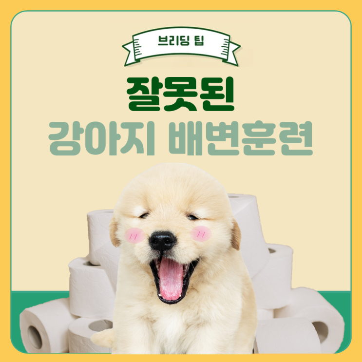 잘못된 강아지 배변훈련에는 무엇이 있을까요?!