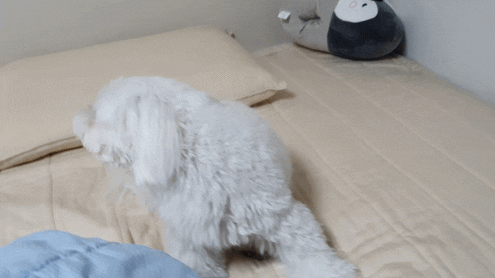  강아지 귀긁기 귀청소 귀털뽑기 방법!