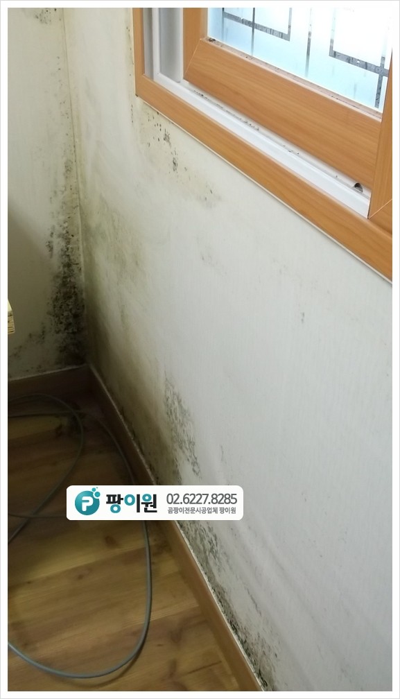  미세한 벽지 곰팡이제거 할때 주의 하세요!