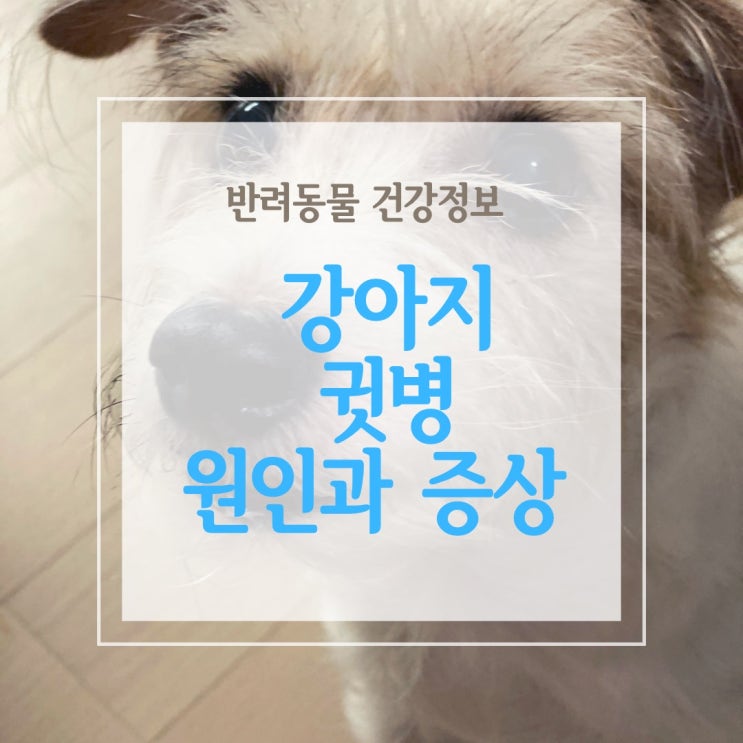  강아지  귀염증을 일으키는 귓병, 외이염과 중이염 그리고 내이염
