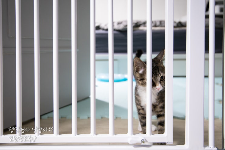 세이펫 방묘문 1.8, 고양이를 위해 안전문 설치함