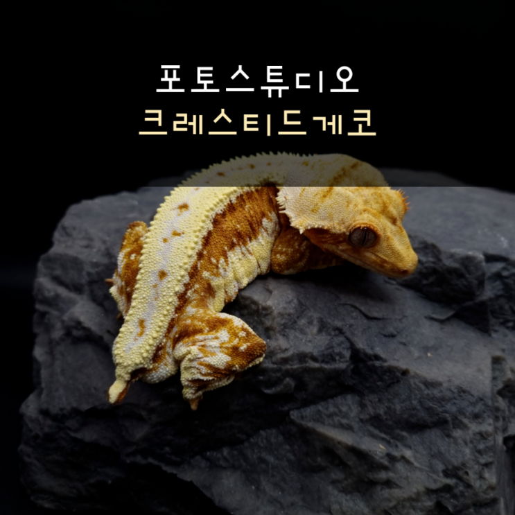  포토스튜디오를 이용하여 작은 친구들의 모습을 담다