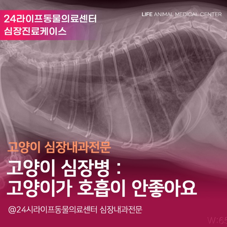 [대구고양이심장동물병원] 24시라이프동물의료센터 심장진료 : 고양이 심장병 / 고양이가 호흡이 안좋아요