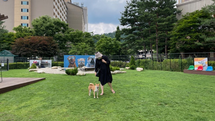  [강원/홍천] 소노펫클럽앤리조트 비발디파크 가족여행