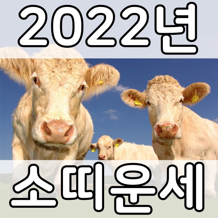  [띠별 운세] 2022년 임인년 흑호랑이해 :: 소띠 운세