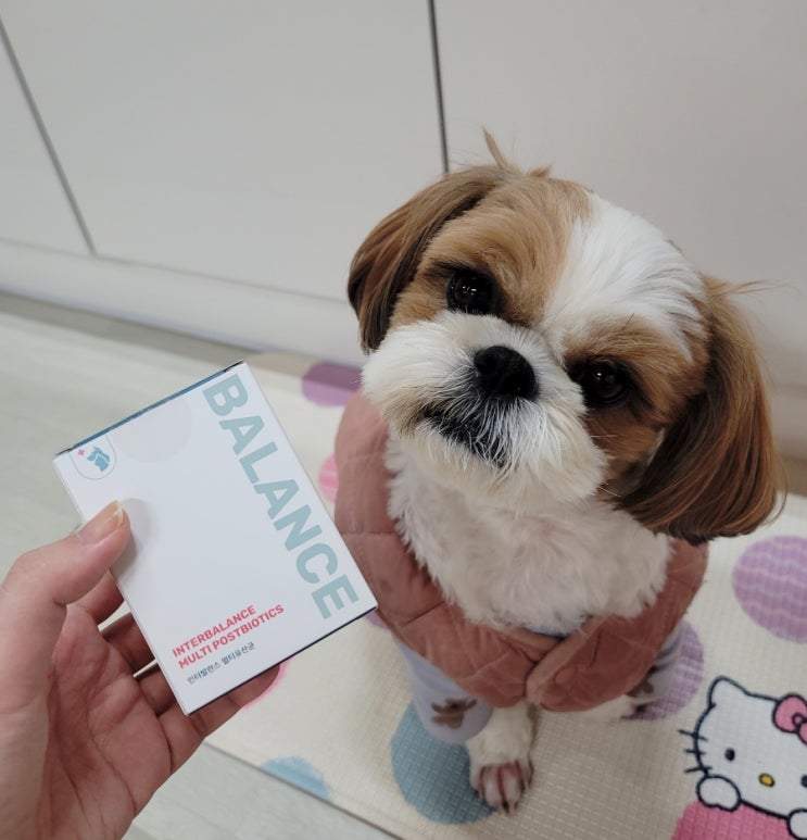  강아지설사에 좋은 인터발란스 멀티유산균, 시츄 면역력 관리도 굿!