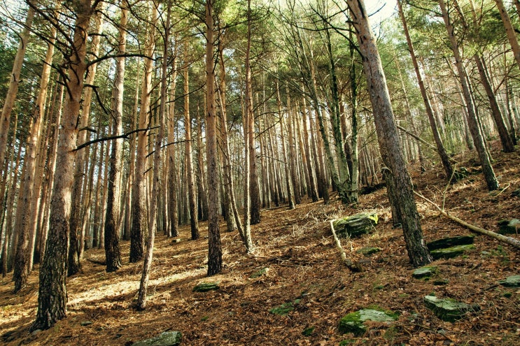 수목장림코디네이터 수목장림코디네이터