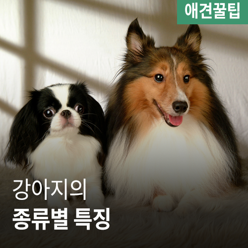 [애견꿀팁] 강아지의 종류별 특징