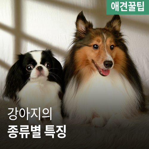  [애견꿀팁] 강아지의 종류별 특징