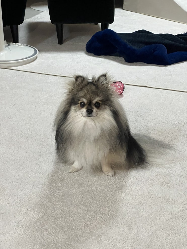  유치원에서 꾸꾸의 연말 시상식, 자고 있는 꾸꾸